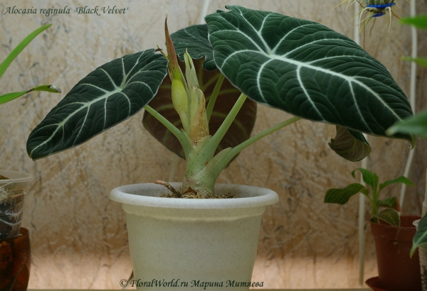 Alocasia reginula  'Black Velvet'
Ключевые слова: Alocasia reginula  Black Velvet фото цветок цветет