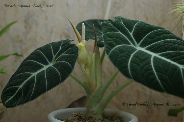 Alocasia reginula  'Black Velvet'
Ключевые слова: Alocasia reginula Black Velvet фото цветок цветет