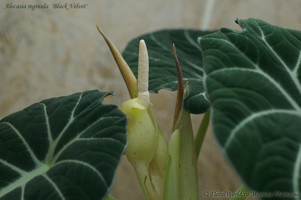 Alocasia reginula  'Black Velvet'
Ключевые слова: Alocasia reginula  Black Velvet фото цветок цветет