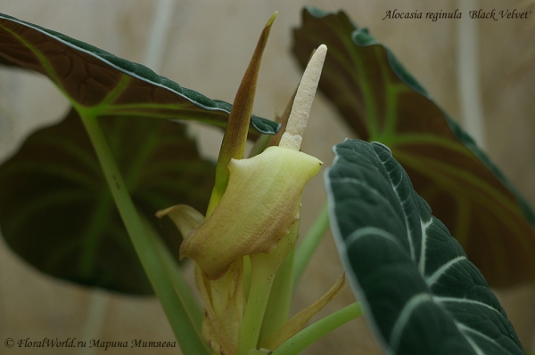Alocasia reginula  'Black Velvet'
Ключевые слова: Alocasia reginula Black Velvet фото цветок цветет