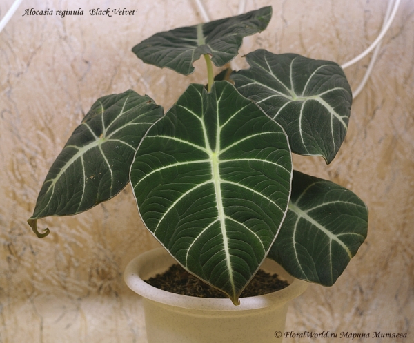 Alocasia reginula 'Black Velvet'
Раскрылся новый лист
Ключевые слова: Alocasia reginula 'Black Velvet' новы лист