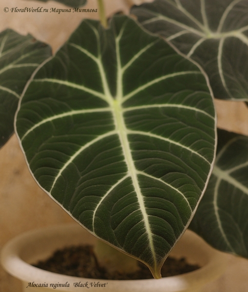 Alocasia reginula 'Black Velvet'
Вот такой новый лист
Ключевые слова: Alocasia reginula 'Black Velvet' новый лист