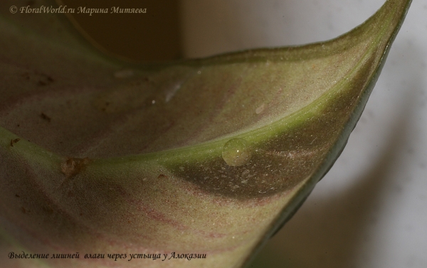 Alocasia reginula 'Black Velvet'
Ключевые слова: плачет выделяет капельки алоказия