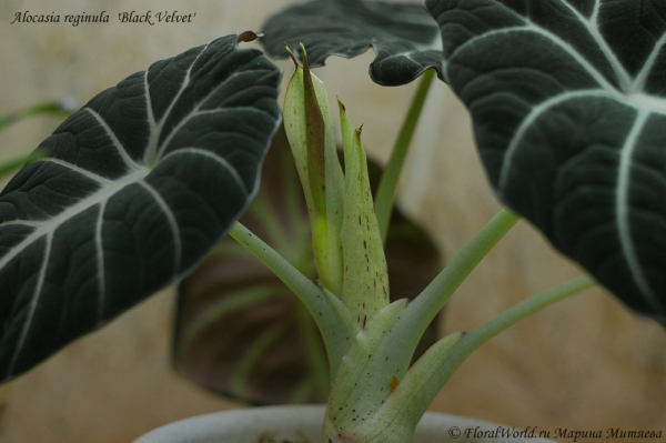 Alocasia reginula  'Black Velvet'
Ключевые слова: Alocasia reginula  'Black Velvet'