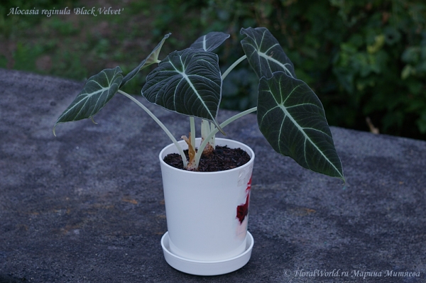 Alocasia reginula cv. Black Velvet
Ключевые слова: Alocasia reginula cv. Black Velvet