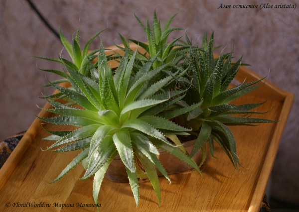 Aloe aristata
Ключевые слова: Aloe aristata