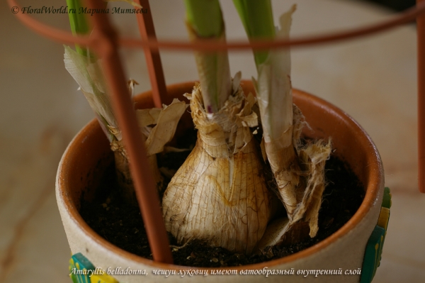 Amaryllis belladonna
Луковица
Ключевые слова: Amaryllis belladonna