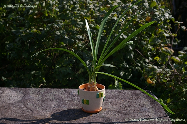 Amaryllis belladonna
Родом из Африки,  не путайте с гиппеаструмом, который родом из Америки!
Ключевые слова: Amaryllis belladonna