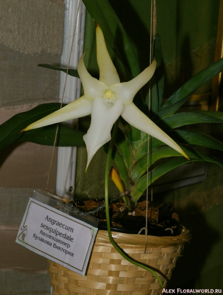 Angraecum sesquipedalе 
Коллекционер Кулакова Виктория
Ключевые слова: Angraecum sesquipedalе 