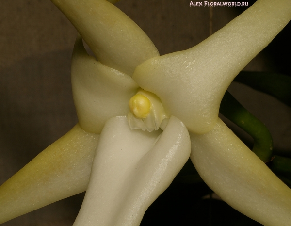 Angraecum sesquipedalе
Коллекционер Кулакова Виктория
Ключевые слова: Angraecum sesquipedalе