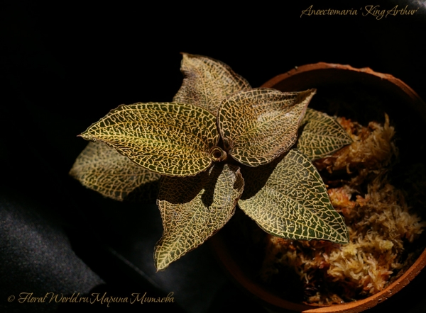 Anoectomaria King Arthur
