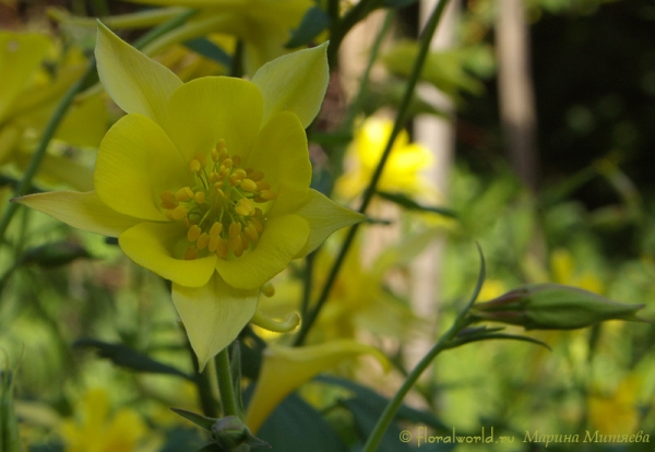 Водосбор (Aquilegia)
Водосбор, или аквилегия относится к семейству лютиковые (Ranunculaceae).
Ключевые слова: Водосбор аквилегия Aquilegia