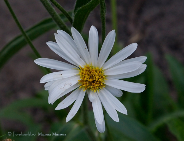 Альпийская астра (Aster alpinus)
Ключевые слова: фльпийская астра Aster alpinus