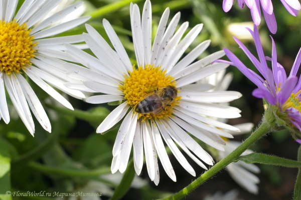 Астра альпийская (Aster alpinus)
Ключевые слова: Астра альпийская Aster alpinus