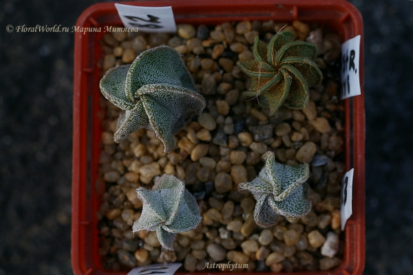 Astrophytum
Ключевые слова: Astrophytum