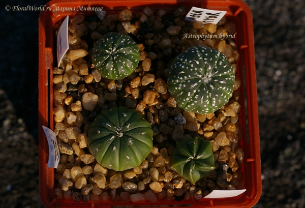 Astrophytum
Ключевые слова: Astrophytum