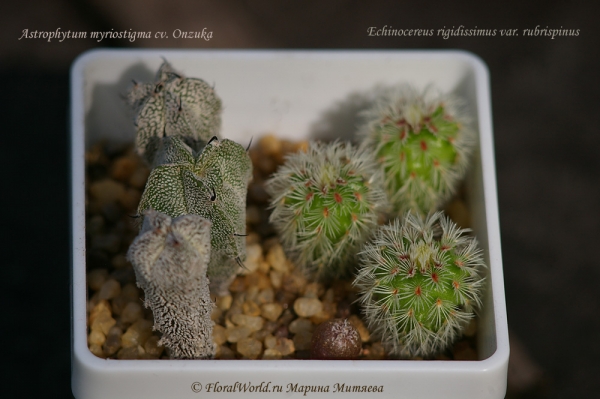 Astrophytum myriostigma cv. Onzuka и Echinocereus rigidissimus var. rubrispinus
Посев от 05.0.8.11 
Ключевые слова: Astrophytum myriostigma cv. Onzuka и Echinocereus rigidissimus var. rubrispinus