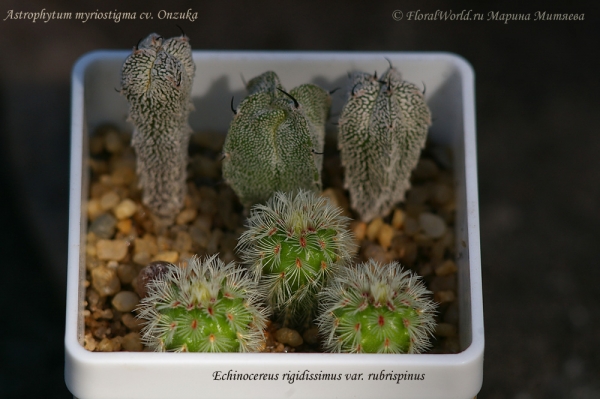 Astrophytum myriostigma cv. Onzuka и Echinocereus rigidissimus var. rubrispinus
Посев от 05.0.8.11 
Ключевые слова: Astrophytum myriostigma cv. Onzuka и Echinocereus rigidissimus var. rubrispinus