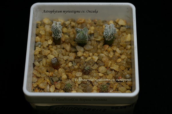 сеянцы
Astrophytum myriostigma cv. Onzuka и Echinocereus rigidissimus var. rubrispinus 
Посев от 05.0.8.11
Ключевые слова: Astrophytum myriostigma cv. Onzuka Echinocereus rigidissimus var. rubrispinus