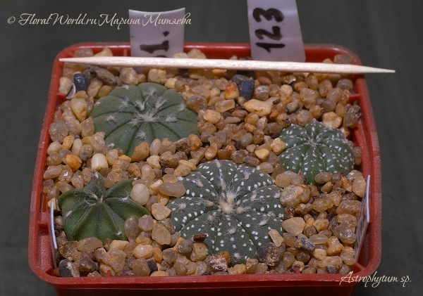 Астрофитумы (Astrophytum) 
Ключевые слова: Astrophytum