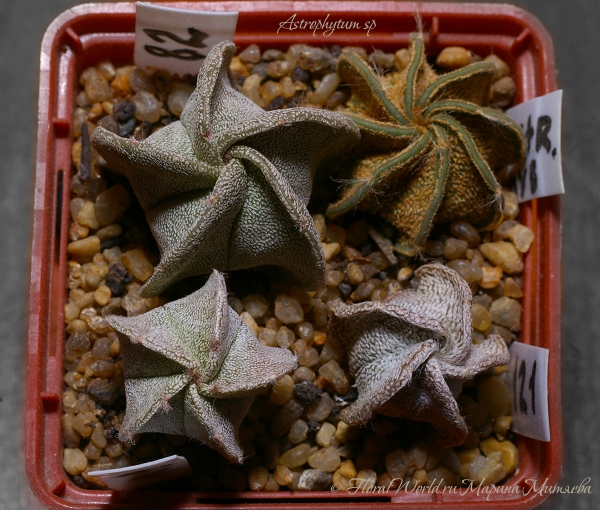 Astrophytum sp
Ключевые слова: Astrophytum sp