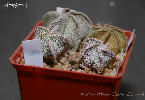 Astrophytum sp
Ключевые слова: Astrophytum sp