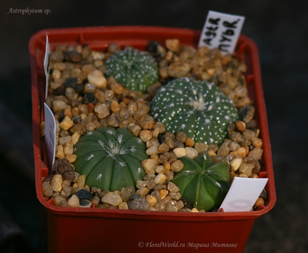 Astrophytum sp
Ключевые слова: Astrophytum sp