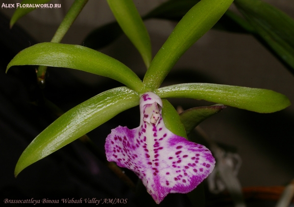 Bc. Binosa 'Wabash Valley'  AM/AOS
Коллекционер Андреева Татьяна 
Ключевые слова: Bc Binosa Wabash Valley