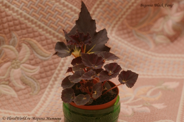 Begonia 'Black Fang'
Укорененный лист
Ключевые слова: Begonia 'Black Fang'