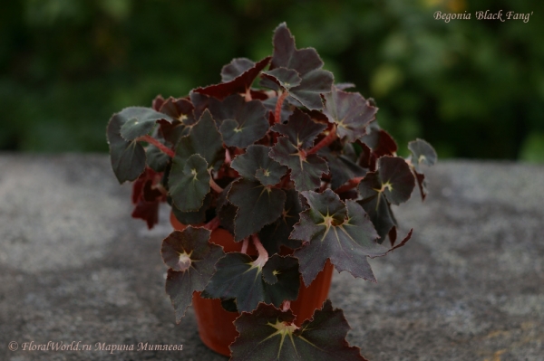 Begonia cv Black Fang
Ключевые слова: Begonia cv Black Fang