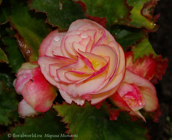 Бегония клубневая (Begonia x tuberhybrida)
Эту бегонию я называю "кремовый сюрприз" за неожиданную окраску цветов. Она должна была цвести белыми цветами, а зацвела такими удвительными цветками

[url=http://floralworld.ru/forum/index.php?topic=275.0]Обсуждение бегонии клубневой на форуме[/url]
[url=http://www.floralworld.ru/encyclopedia/plants/Begonia_tuberhybrida.html]Статья о бегонии клубневой[/url]
Ключевые слова: Бегония клубневая  белая розовая Begonia x tuberhybrida цветок фото