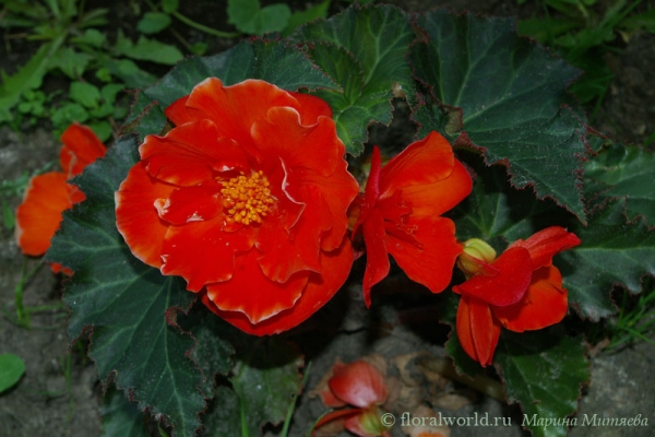 Бегония клубневая  красная (Begonia x tuberhybrida)
Эта красавица долго росла у нас в саду, и цвела  до самых заморозков. 

[url=http://floralworld.ru/forum/index.php?topic=275.0]Обсуждение бегонии клубневой на форуме[/url]
[url=http://www.floralworld.ru/encyclopedia/plants/Begonia_tuberhybrida.html]Статья о бегонии клубневой[/url]
Ключевые слова: Бегония клубневая  красная Begonia x tuberhybrida цветок фото