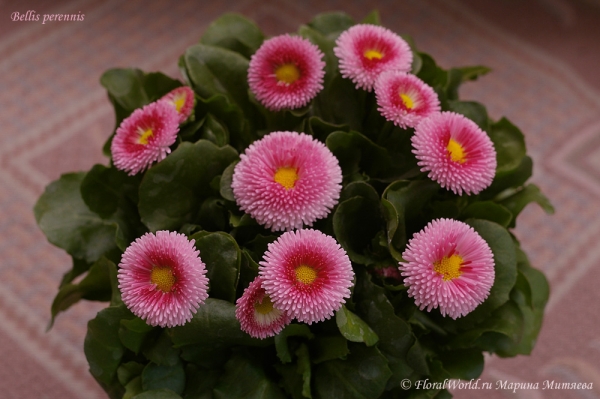 Bellis perennis (Маргаритка)
Ключевые слова: Bellis perennis