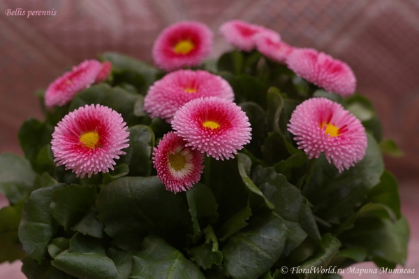 Bellis perennis (Маргаритка)
Ключевые слова: Bellis perennis