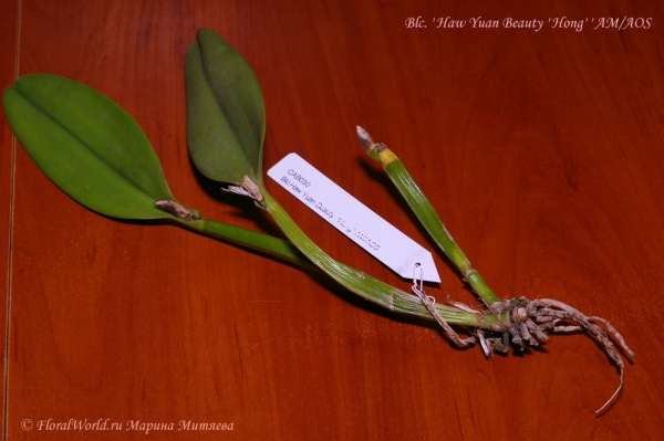 Brassolaeliocattleya Haw Yuan Beauty Hong AM/AOS
Прибыла  Из Ю-ченга
Ключевые слова: Brassolaeliocattleya Haw Yuan Beauty Hong AM/AOS