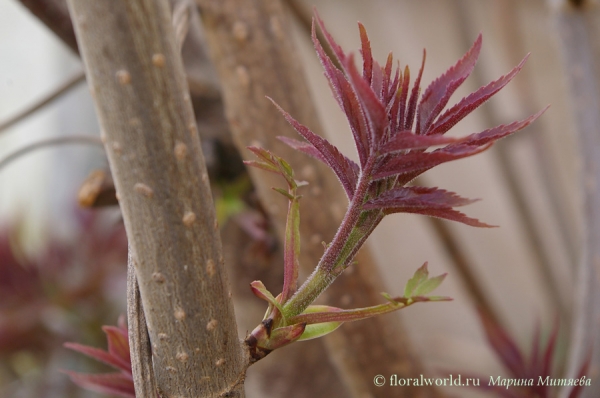 Бузина красная (Sambucus racemosa)
Пробудившаяся веточка бузины красной (Sambucus racemosa).
Ключевые слова: Бузина красная Sambucus racemosa почка весна