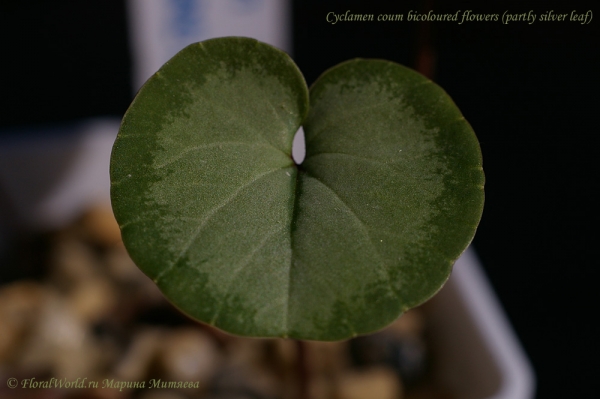 Cyclamen coum bicoloured flowers
Фото листа при естественном освещении.
Ключевые слова: Cyclamen coum bicoloured flowers