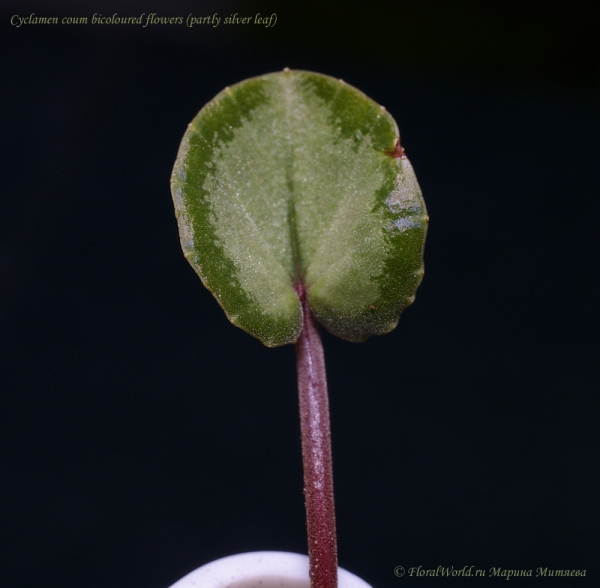 Cyclamen coum bicoloured flowers
Молодой лист.
Ключевые слова: Cyclamen coum bicoloured flowers