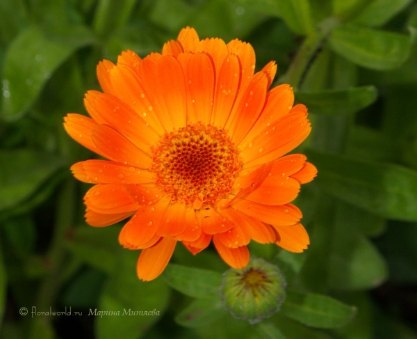 Календула лекарственная (Calendula officinalis L.)
Календулу лекарственную еще называют ноготки, относится это растение к семейству Сложноцветные (Compositae), или астровые (Asteraceae).

Даже в пасмурный день лепестки календулы светятся, как будто за то время пока было солнце они напитались солнечными лучами и теперь ее цветки как маленькое солнышко. 
Ключевые слова: Календула лекарственная Calendula officinalis