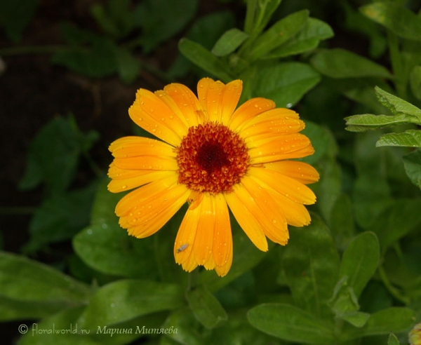 Календула лекарственная (Calendula officinalis L.)
Растение очень отзывчивое на уход, но в то же время очень неприхотливое. 


Ключевые слова: Календула лекарственная Calendula officinalis фото ноготки