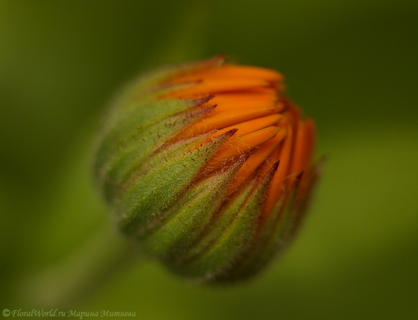 Календула лекарственная (ноготки) - Calendula officinalis
Ключевые слова: Календула лекарственная ноготки Calendula officinalis