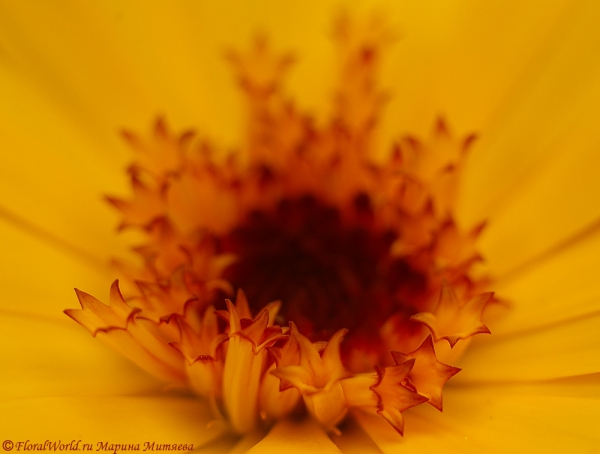 Календула лекарственная (ноготки) - Calendula officinalis
Ключевые слова: Календула лекарственная ноготки Calendula officinalis