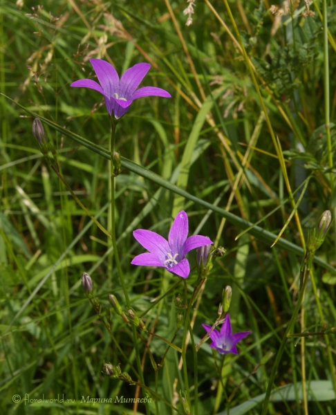 Колокольчик раскидистый (Campanula patula L.)
Такие удивительно нежные колокольчики растут у нас в саду. Само растеньице невысокое. 
Ключевые слова: Колокольчик раскидистый Campanula patula фото 