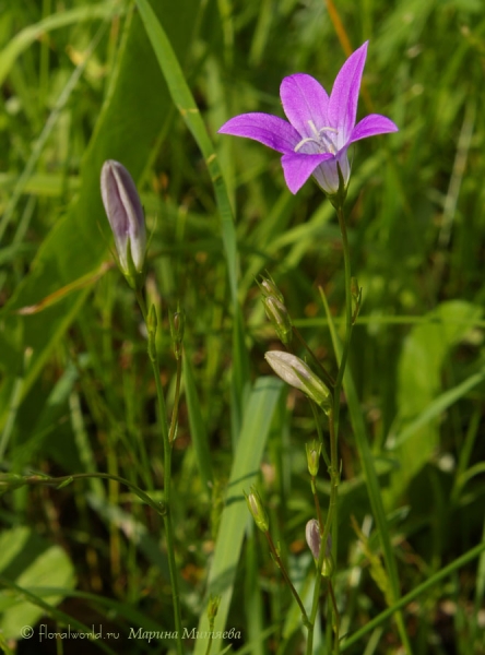 Колокольчик раскидистый (Campanula patula L.)
Ключевые слова: Колокольчик раскидистый Campanula patula фото 