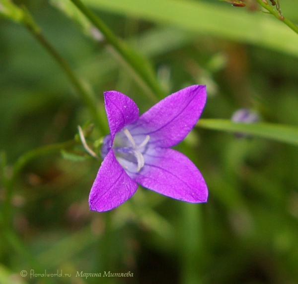 Колокольчик раскидистый (Campanula patula L.)
Нежный цветок :-)
Ключевые слова: Колокольчик раскидистый Campanula patula фото 