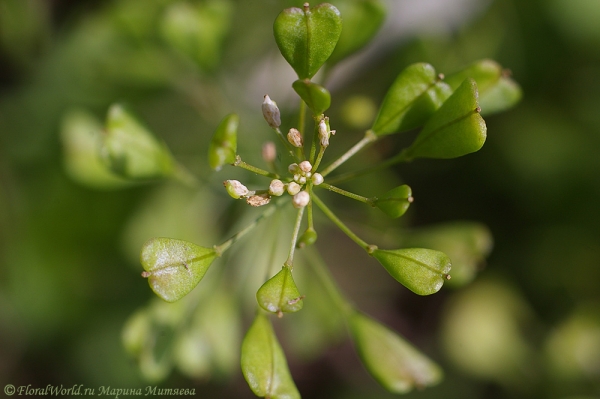 Пастушья сумка (Capsella Bursa pastoris)
Ключевые слова: Пастушья сумка Capsella Bursa pastoris