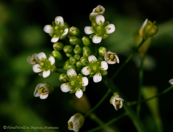 Пастушья сумка (Capsella Bursa pastoris)
Ключевые слова: Пастушья сумка Capsella Bursa pastoris