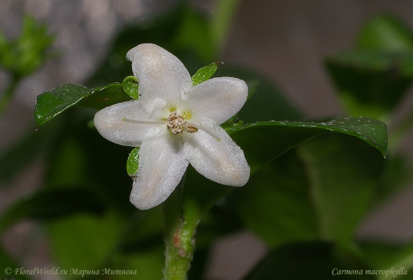 Carmona macrophylla
Цветет кармона крупнолистная (Carmona macrophylla)
Ключевые слова: Carmona macrophylla Кармона фото цветы 