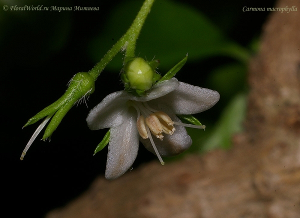 Carmona macrophylla
Цветет Кармона крупнолистная 
Ключевые слова: Carmona macrophylla Кармона фото цветы 