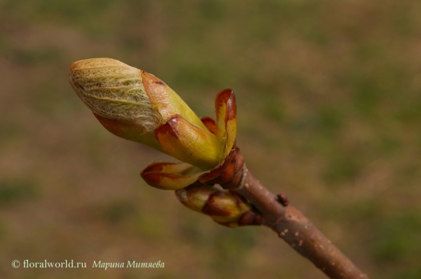 Распускающаяся почка каштана. Каштан (Aesculus)
Ключевые слова: почка кашатана Каштан Aesculus весна